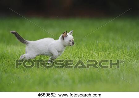 Young Siamese cat running in meadow View Large Photo Image Stock Image - Young Siamese cat running in meadow . Fotosearch