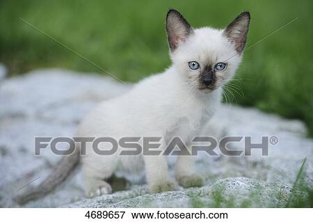 Young Siamese cat View Large Photo Image Stock Photo - Young Siamese cat . Fotosearch