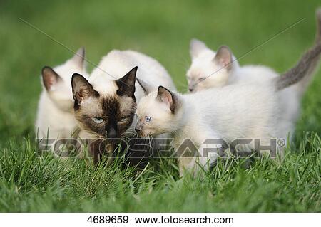 Young Siamese cats playing in meadow View Large Photo Image Stock Photo - Young Siamese cats playing in meadow . Fotosearch