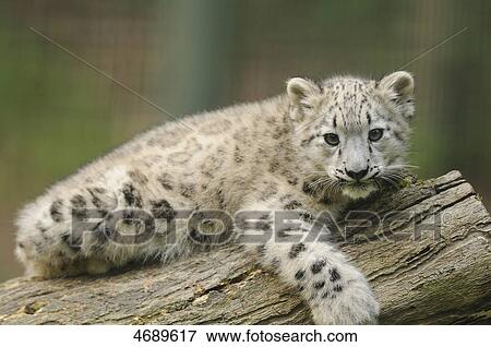 Young snow leopard lying on tree trunk View Large Photo Image Stock Photo - Young snow leopard lying on tree trunk . Fotosearch