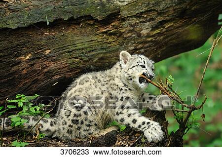 Young Snow Leopard (Uncia uncia) biting on twig View Large Photo Image Stock Image - Young Snow Leopard (Uncia uncia) biting on twig . Fotosearch