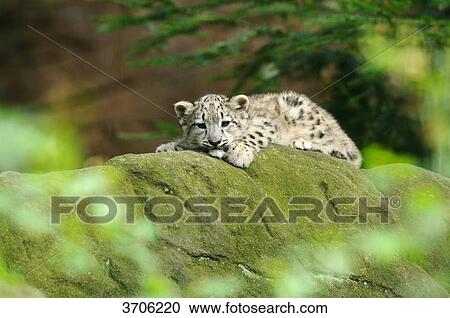 Stock Image - Young Snow Leopard (Uncia uncia) lying on rock . Fotosearch