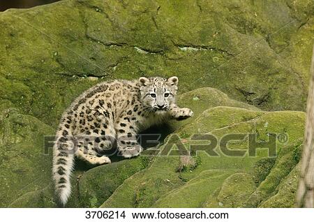 Young Snow Leopard (Uncia uncia) on a rock View Large Photo Image Picture - Young Snow Leopard (Uncia uncia) on a rock . Fotosearch