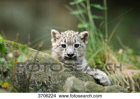 Picture - Young Snow Leopard (Uncia uncia) . Fotosearch