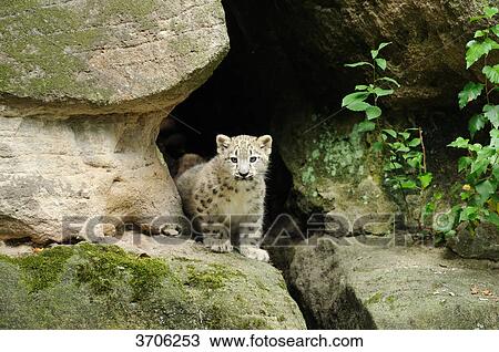 Young Snow Leopard (Uncia uncia) View Large Photo Image Stock Image - Young Snow Leopard (Uncia uncia) . Fotosearch