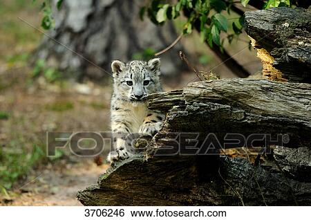 Young Snow Leopard (Uncia uncia) View Large Photo Image Stock Photograph - Young Snow Leopard (Uncia uncia) . Fotosearch
