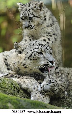 Stock Photo - Young snow leopards with mother . Fotosearch
