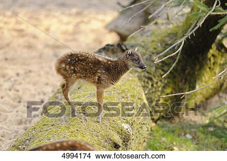 Young Visayan Spotted Deer (Cervus alfredi) View Large Photo Image Picture - Young Visayan Spotted Deer (Cervus alfredi) . Fotosearch
