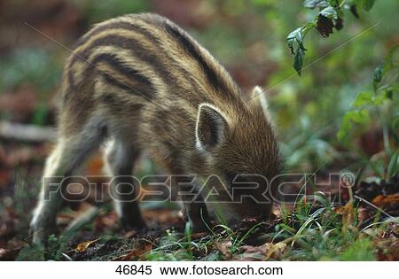 Stock Photography - Young Wild Boar (Sus scrofa) foraging in field, Germany . Fotosearch