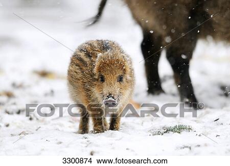 Picture - Young wild boar (Sus scrofa) in snow . Fotosearch