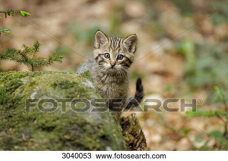 Young wildcat (Felis silvestris) behind a stone, Bavarian Forest, Germany, front view View Large Photo Image Stock Image - Young wildcat (Felis silvestris) behind a stone, Bavarian Forest, Germany, front view . Fotosearch
