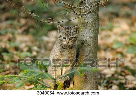 Young wildcat (Felis silvestris) beside a tree trunk, Bavarian Forest, Germany, front view View Large Photo Image Picture - Young wildcat (Felis silvestris) beside a tree trunk, Bavarian Forest, Germany, front view . Fotosearch