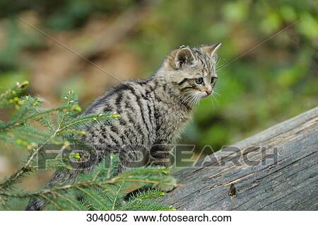 Young wildcat (Felis silvestris) on a tree trunk, Bavarian Forest, Germany View Large Photo Image Stock Image - Young wildcat (Felis silvestris) on a tree trunk, Bavarian Forest, Germany . Fotosearch