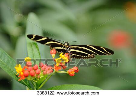 Zebra Longwing (Heliconius charithonia) sitting on a flower, close-up View Large Photo Image Stock Image - Zebra Longwing (Heliconius charithonia) sitting on a flower, close-up . Fotosearch