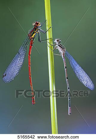 Adonislibelle und Pechlibelle View Large Photo Image Stock Image - Adonislibelle und Pechlibelle . Fotosearch