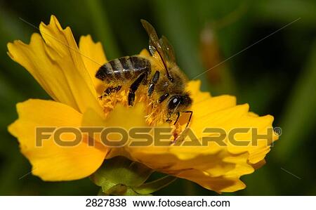 African Bee (Apis mellifera scutellata) on a flower, close-up View Large Photo Image Stock Photo - African Bee (Apis mellifera scutellata) on a flower, close-up . Fotosearch