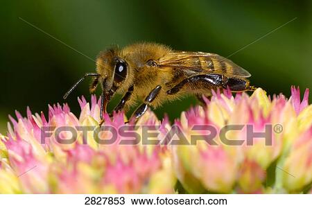 african honey bee (Apis mellifera scutellata), close-up View Large Photo Image Stock Image - african honey bee (Apis mellifera scutellata), close-up . Fotosearch