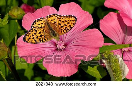 Stock Photo - Argynnis aglaja on a flower, elevated view . Fotosearch
