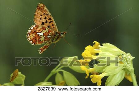 Argynnis euphrosine, close-up View Large Photo Image Stock Photo - Argynnis euphrosine, close-up . Fotosearch