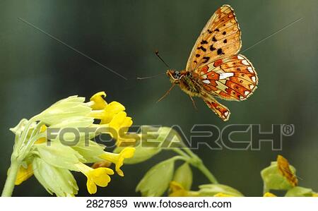 Argynnis euphrosyne flying to a primrose, close-up View Large Photo Image Stock Photo - Argynnis euphrosyne flying to a primrose, close-up . Fotosearch