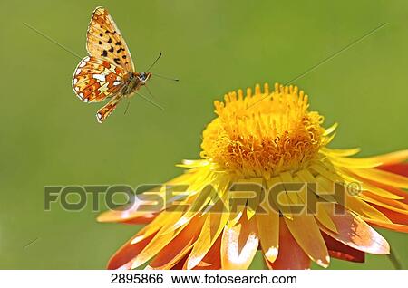 Argynnis selene flying to a strawflower, side view View Large Photo Image Stock Photograph - Argynnis selene flying to a strawflower, side view . Fotosearch