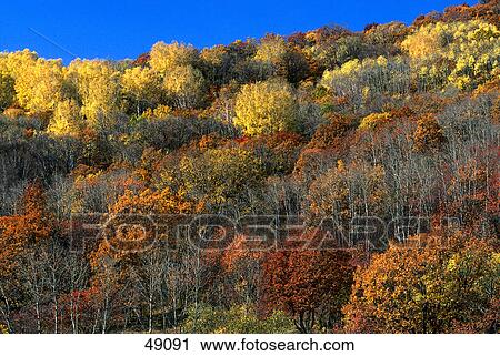 Autumn trees in forest, Bashang, Inner Mongolia, China View Large Photo Image Stock Image - Autumn trees in forest, Bashang, Inner Mongolia, China . Fotosearch
