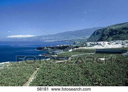 Banana plantation on coast, Valle de la Orotava, Tenerife, Canary Islands, Spain View Large Photo Image Stock Image - Banana plantation on coast, Valle de la Orotava, Tenerife, Canary Islands, Spain . Fotosearch