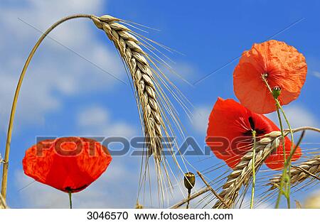 Barley ears with corn poppy blossoms (Papaver rhoeas), close-up View Large Photo Image Stock Image - Barley ears with corn poppy blossoms (Papaver rhoeas), close-up . Fotosearch