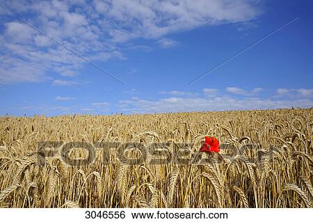 Barley field with single corn poppy blossom (Papaver rhoeas), Spessart, Bavaria, Germany View Large Photo Image Stock Photograph - Barley field with single corn poppy blossom (Papaver rhoeas), Spessart, Bavaria, Germany . Fotosearch