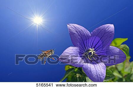 Stock Image - Bee and flower . Fotosearch