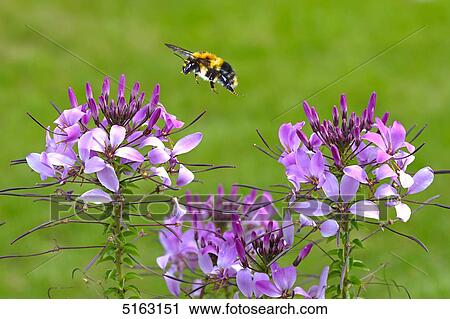 Stock Image - Bee and flowers . Fotosearch