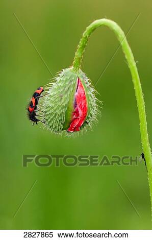 bee beetle (Trichodes apiarius) on poppy, close-up View Large Photo Image Stock Photography - bee beetle (Trichodes apiarius) on poppy, close-up . Fotosearch