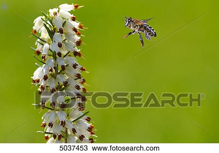 Stock Image - Bee flying to blossom . Fotosearch