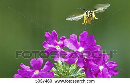Bee flying to blossom View Large Photo Image Stock Image - Bee flying to blossom . Fotosearch