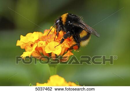 Bee flying to blossom View Large Photo Image Stock Image - Bee flying to blossom . Fotosearch
