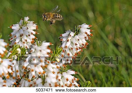 Stock Image - Bee flying to blossom . Fotosearch