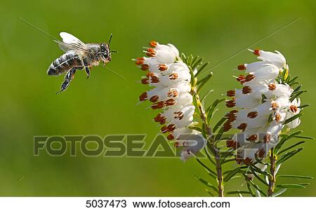 Bee flying to blossom View Large Photo Image Stock Image - Bee flying to blossom . Fotosearch