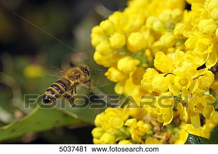 Bee flying to blossom View Large Photo Image Stock Image - Bee flying to blossom . Fotosearch