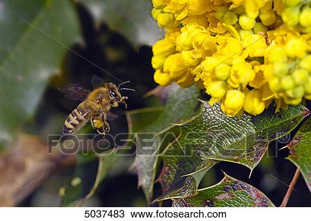 Stock Image - Bee flying to blossom . Fotosearch