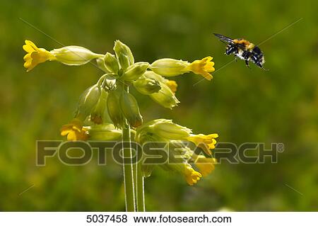 Bee flying to blossom View Large Photo Image Stock Photo - Bee flying to blossom . Fotosearch