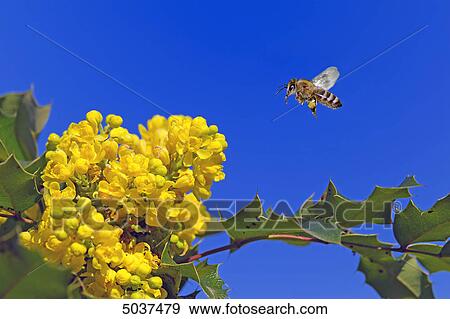 Bee flying to blossom View Large Photo Image Stock Photo - Bee flying to blossom . Fotosearch