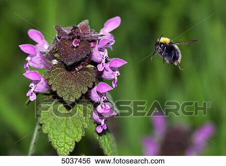 Stock Photograph - Bee flying to blossom . Fotosearch