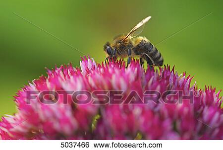 Bee flying to blossom View Large Photo Image Stock Photograph - Bee flying to blossom . Fotosearch