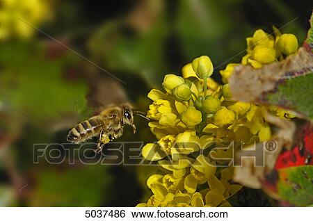 Stock Photograph - Bee flying to blossom . Fotosearch