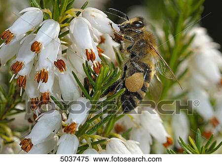 Bee flying to blossom View Large Photo Image Stock Photography - Bee flying to blossom . Fotosearch