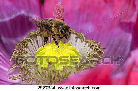 Picture - bee on a flower, close-up . Fotosearch