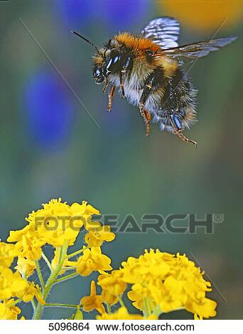 Picture - Bee . Fotosearch