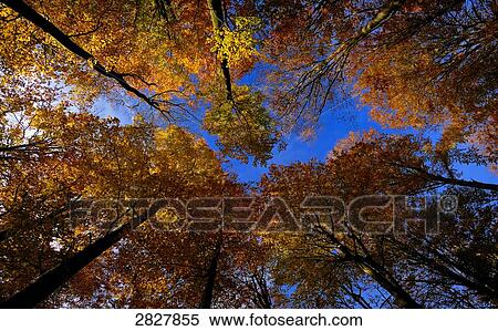 beech forest, Spessart, Germany, worm's eye view View Large Photo Image Stock Photography - beech forest, Spessart, Germany, worm's eye view . Fotosearch