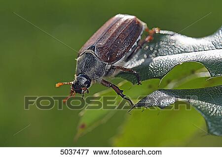 Stock Photo - Beetle on a leaf . Fotosearch