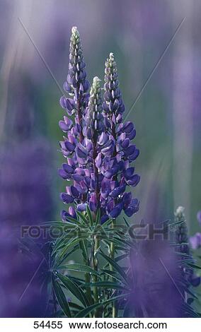 Big-leaved Lupine (Lupinus polyphyllus) flowers in field View Large Photo Image Stock Photography - Big-leaved Lupine (Lupinus polyphyllus) flowers in field . Fotosearch